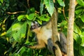 Thomas leaf monkey Presbytis thomasi sitting in a tree in Gunu Royalty Free Stock Photo
