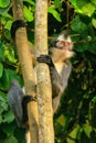 Thomas leaf monkey Presbytis thomasi sitting in a tree in Gunu Royalty Free Stock Photo