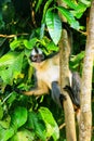 Thomas leaf monkey Presbytis thomasi sitting in a tree in Gunung Leuser National Park, Bukit Lawang, Sumatra, Indonesia Royalty Free Stock Photo