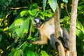 Thomas leaf monkey Presbytis thomasi sitting in a tree in Gunung Leuser National Park, Bukit Lawang, Sumatra, Indonesia Royalty Free Stock Photo