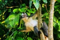 Thomas leaf monkey Presbytis thomasi sitting in a tree in Gunung Leuser National Park, Bukit Lawang, Sumatra, Indonesia Royalty Free Stock Photo