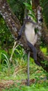 Thomas leaf monkey chilling in a tree, Sumatra