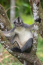 Thomas leaf monkey chilling in a tree, Sumatra