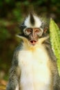 Thomas leaf monkey sitting on the ground in Gunung Leuser Nation Royalty Free Stock Photo