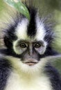 Thomas`s Langur Presbytis thomasi monkey in rain forest Royalty Free Stock Photo