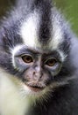 Thomas`s Langur Presbytis thomasi monkey in rain forest Royalty Free Stock Photo