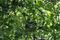 Thomas Leaf Monkey Presbytis thomasi Royalty Free Stock Photo