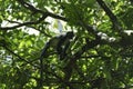 Thomas Leaf Monkey Presbytis thomasi Royalty Free Stock Photo