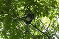 Thomas Leaf Monkey Presbytis thomasi Royalty Free Stock Photo