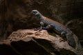 Thomas\'s mastigure - Uromastyx thomasi, unique special fat tailed agama lizard from Middle East deserts