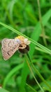 Thomisidae caught up a little butterfly