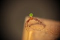 A thomisidae, Crab spider, on wood Royalty Free Stock Photo