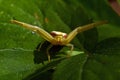 Thomisidae Misumena vatia, Crab spider in catch pos