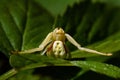 Thomisidae Misumena vatia, Crab spider in catch pos