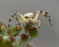 Thomisidae Misumena vatia, Crab spider macro Royalty Free Stock Photo