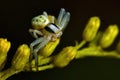 Thomisidae Misumena vatia, Crab spider macro