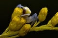 Thomisidae Misumena vatia, Crab spider macro