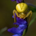 Thomisidae Misumena vatia, Crab spider macro