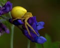 Thomisidae Misumena vatia, Crab spider macro