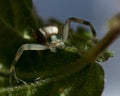 Thomisidae Misumena vatia, Crab spider macro