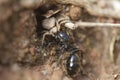 Thomisidae predator ant queen