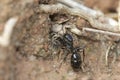 Thomisidae predator ant queen