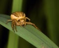 Thomisidae spider (Golden crab spider) ready Royalty Free Stock Photo