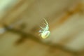 Thomisidae white spider hangs on his web Royalty Free Stock Photo