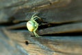 Thomisidae white spider sitting on the wooden fence