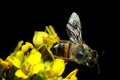 Thomisus onustus crab spider with honey bee prey