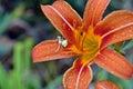 Thomisus onustus on the Lilium tigrinum