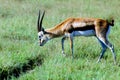 Thompson gazelle grazing Green grass