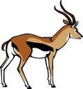 Thompson Gazelle