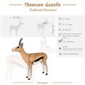 Thompson Gazelle Infographic