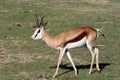 Thompson gazelle walking