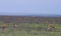 Thompson Gazelles in Serengeti plains