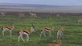 Thompson Gazelles in Serengeti plains