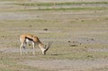 Thompson`s Gazelle Gazella thompsoni Royalty Free Stock Photo