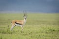 Thompson`s gazelle standing on green grass in Ngorongoro Crater in Tanzania