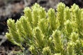 Thompson's Indian Paintbrush - Castilleja thompsonii