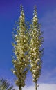 Thompson`s Yucca Flowers Stalks Royalty Free Stock Photo