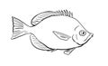 Thompsons butterflyfish,HAWAII-FISH-DWG-BW-CUT