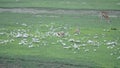 Thompsons gazelle in Ngorongoro Crater, Tanzania