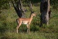 Thomson gazelle Royalty Free Stock Photo