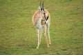 Thomson gazelle Royalty Free Stock Photo