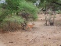 Thomson Gazelle close-up on safari in Tarangiri-Ngorongoro Royalty Free Stock Photo