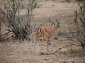 Thomson Gazelle close-up on safari in Tarangiri-Ngorongoro Royalty Free Stock Photo