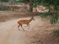 Thomson Gazelle close-up on safari in Tarangiri-Ngorongoro Royalty Free Stock Photo