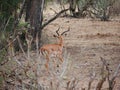 Thomson Gazelle close-up on safari in Tarangiri-Ngorongoro Royalty Free Stock Photo