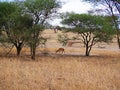 Thomson Gazelle close-up on safari in Tarangiri-Ngorongoro Royalty Free Stock Photo